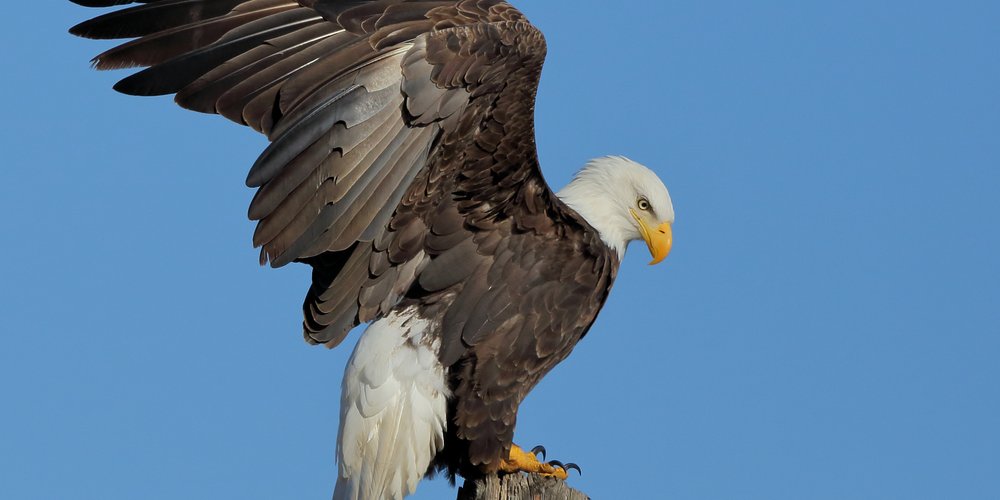 Bald Eagle (iNaturalist 233772746)
