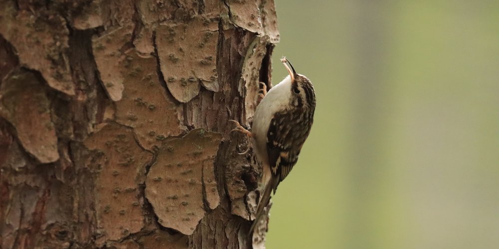 Brown Creeper (iNaturalist 198813282)