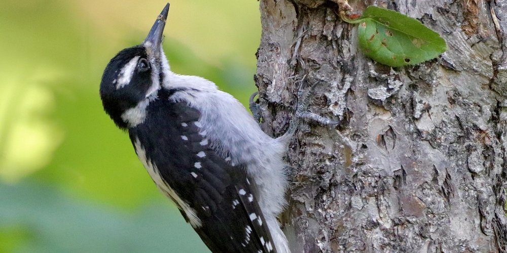 Hairy Woodpecker (iNaturalist 174133692)